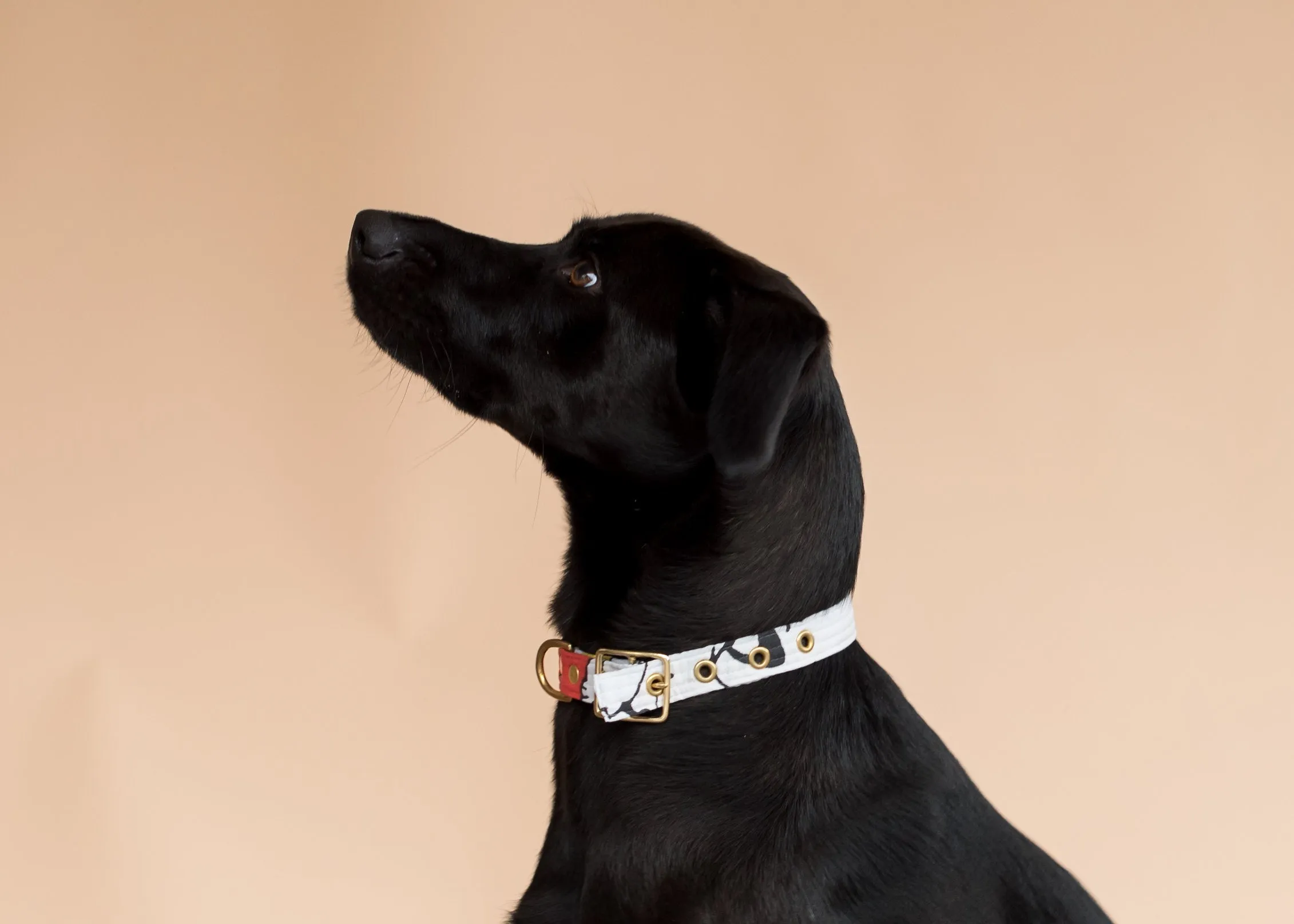 BEAST   BABE | Charlie Brown Collar - Dog Collar Animal Accessory